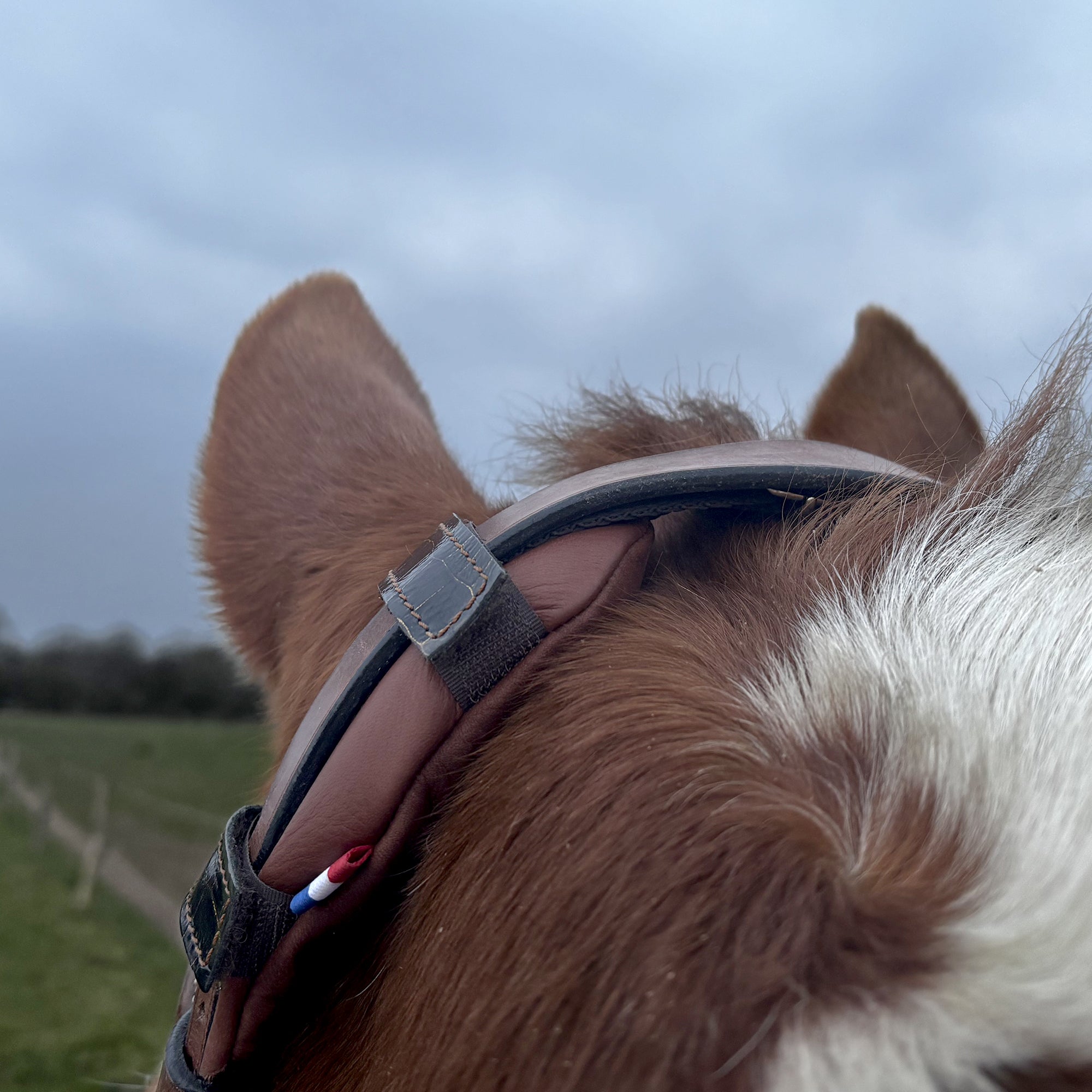 KilPenn Personnalisable Laine - Pad de têtière - Confort Cheval