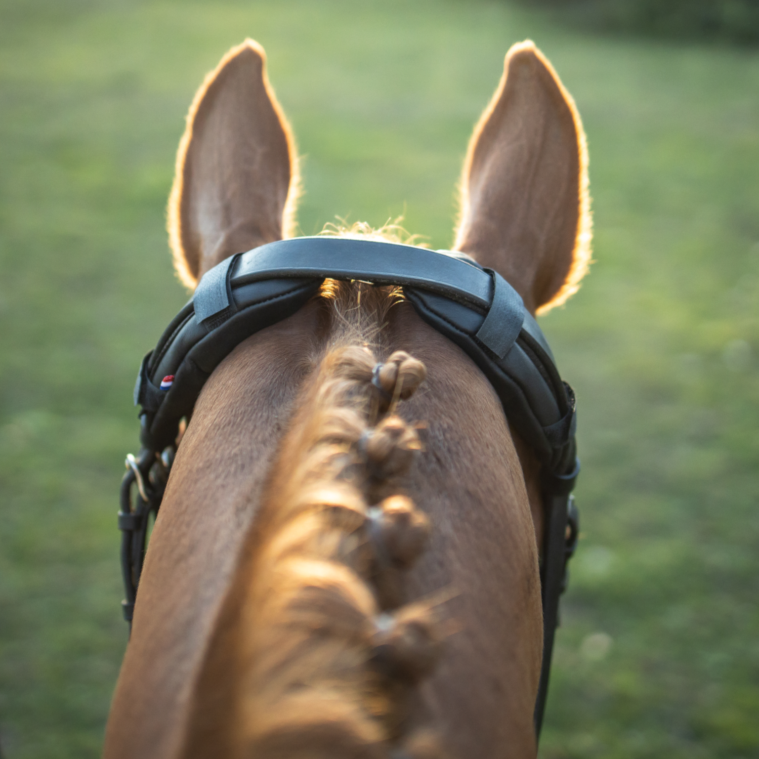 KilPenn cuir noir - Pad de têtière - Confort Cheval