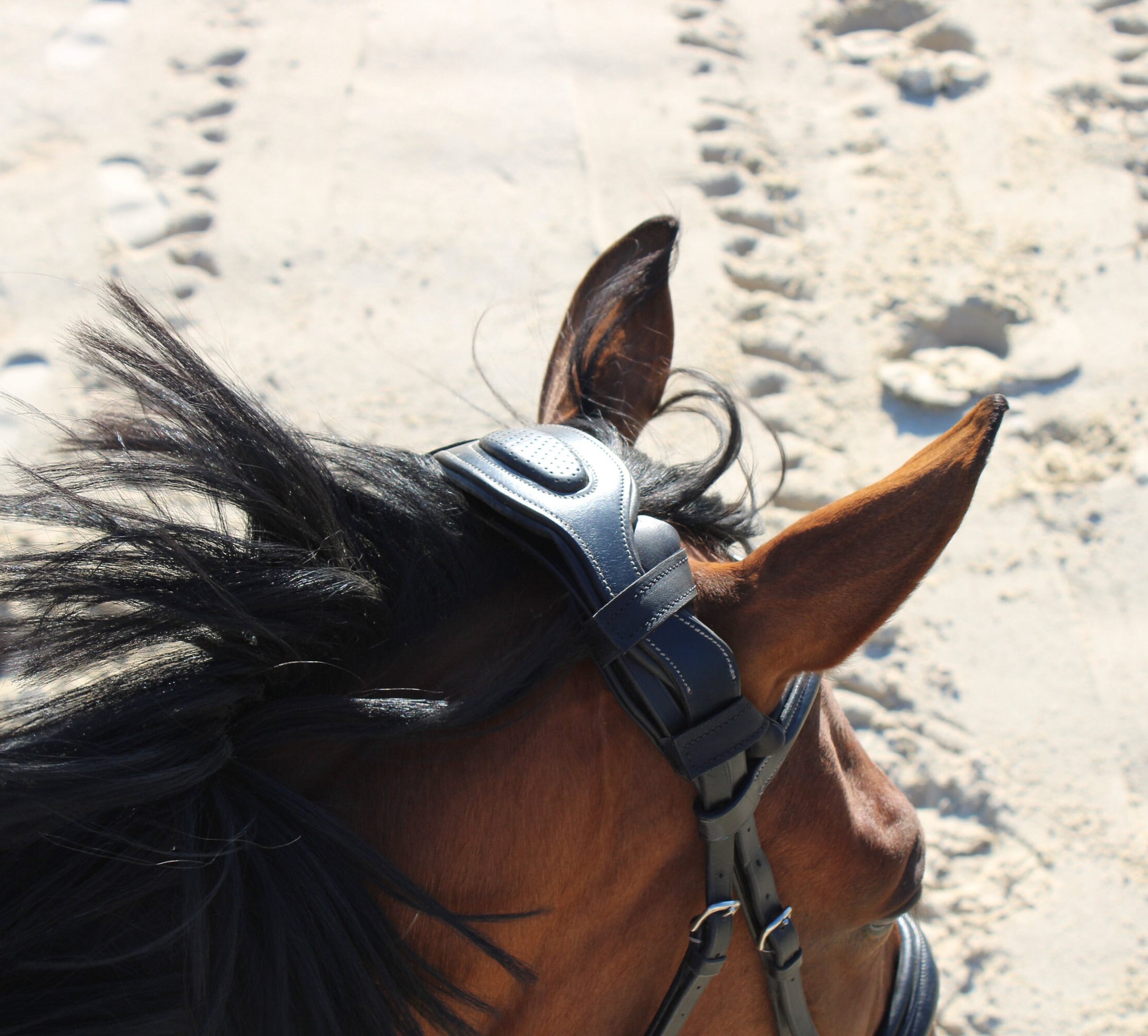 KilPenn cuir noir - Pad de têtière - Confort Cheval