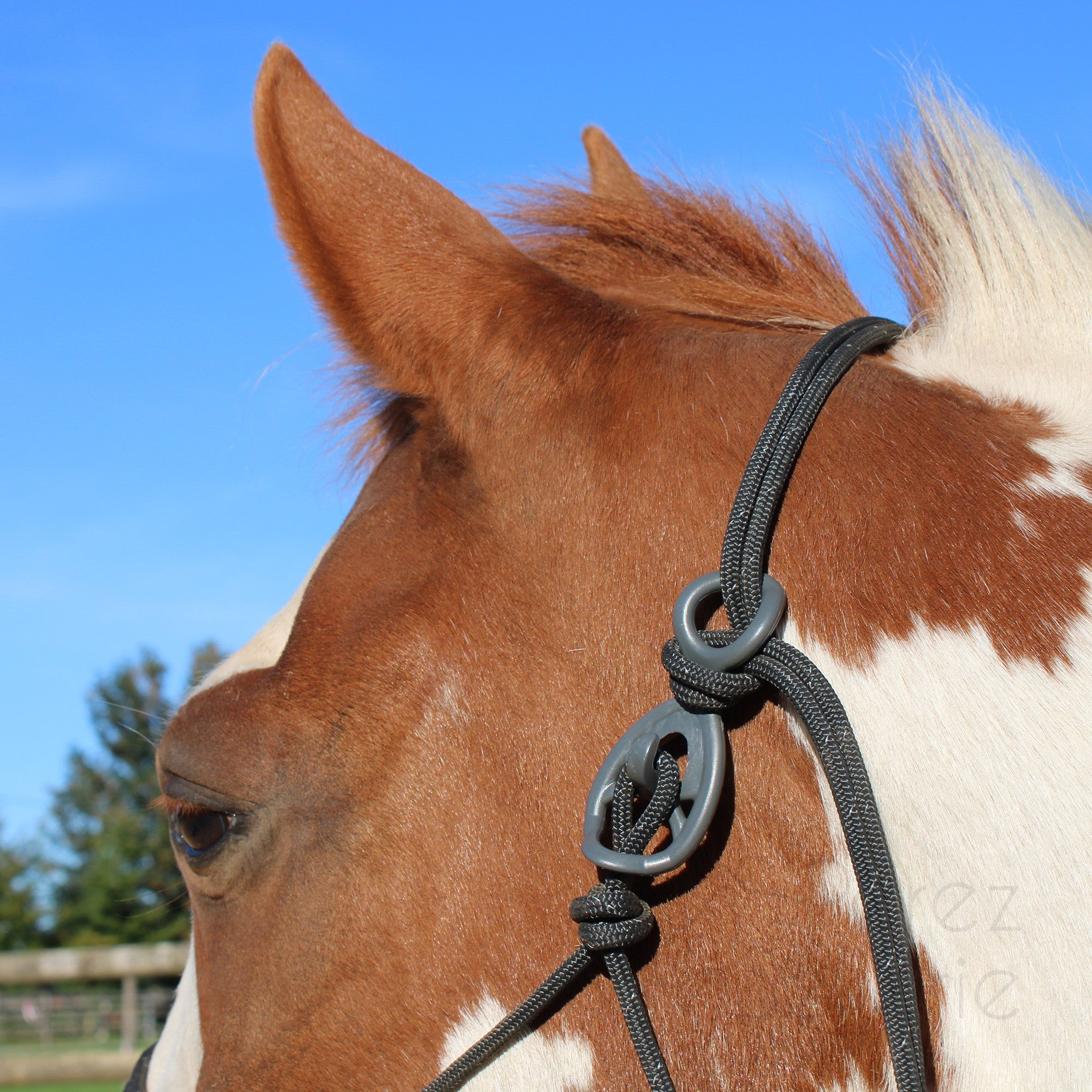 HooKilPenn : Le crochet de licol de sécurité - Lot de 5
