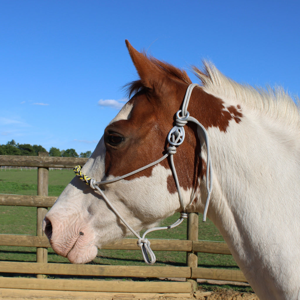 HooKilPenn : Le crochet de licol de sécurité - Lot de 5
