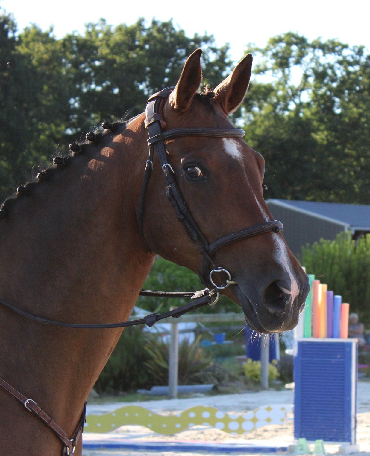 KilPenn cuir havane - Pad de têtière - Confort Cheval