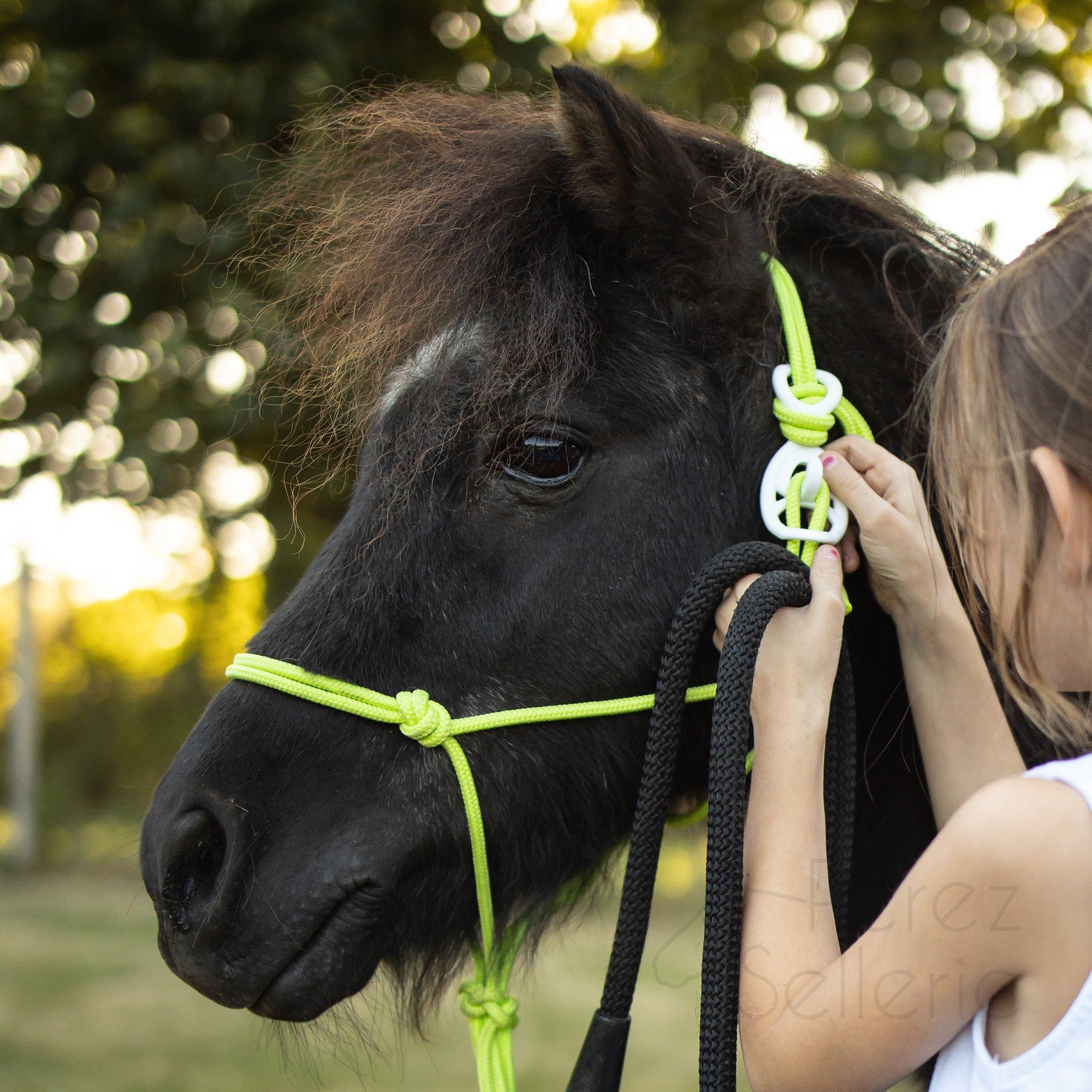 HooKilPenn : Le crochet de licol de sécurité - Lot de 5