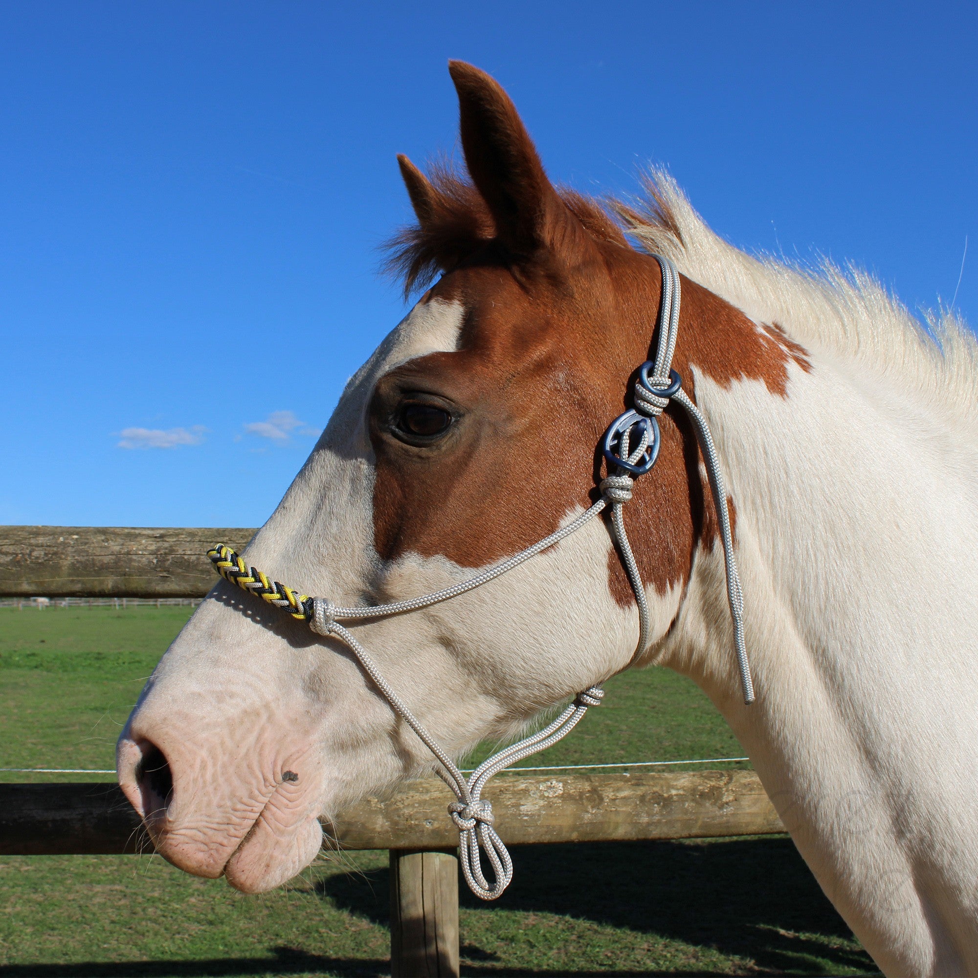 HooKilPenn : Le crochet de licol de sécurité - Lot de 5