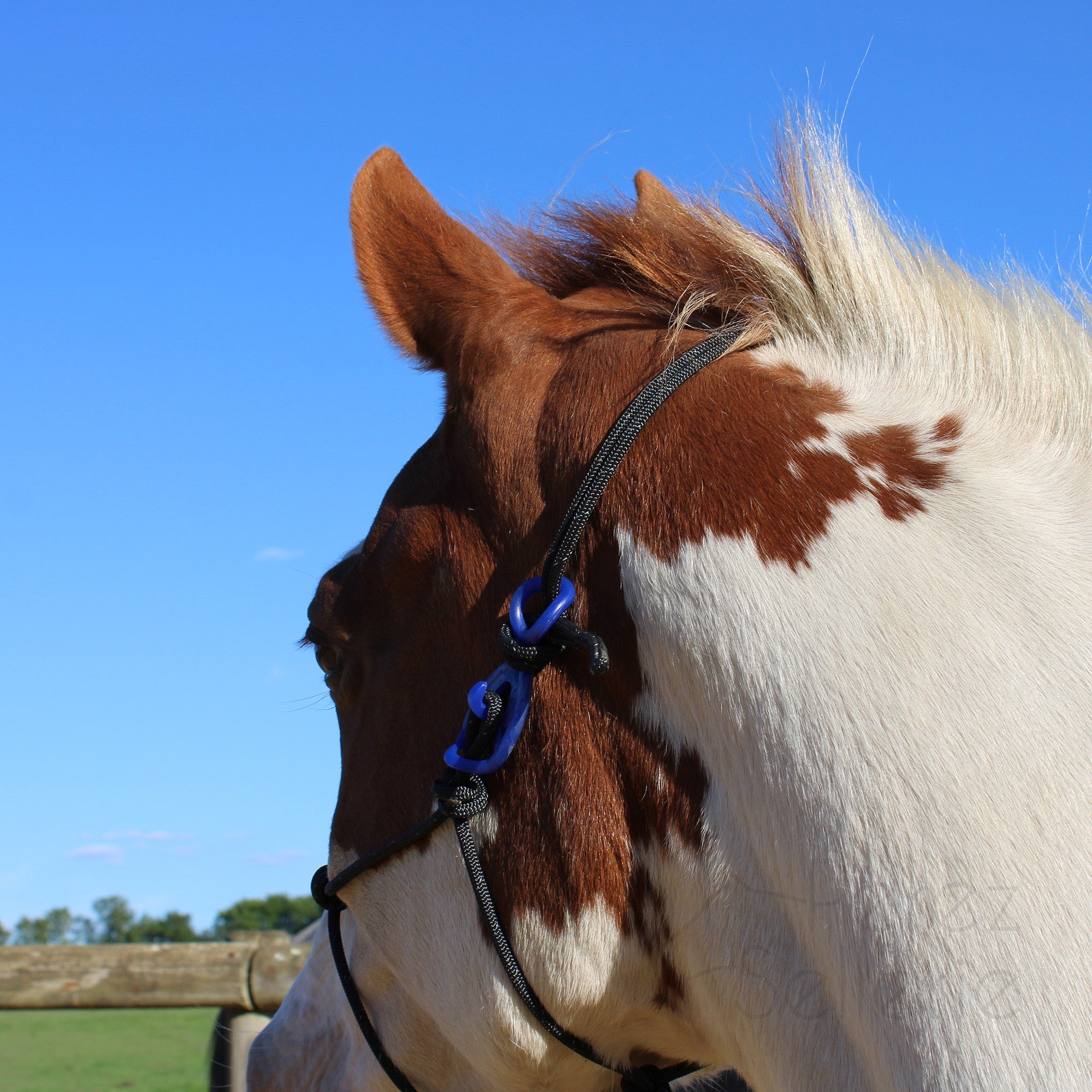 HooKilPenn : Le crochet de licol de sécurité - Lot de 5