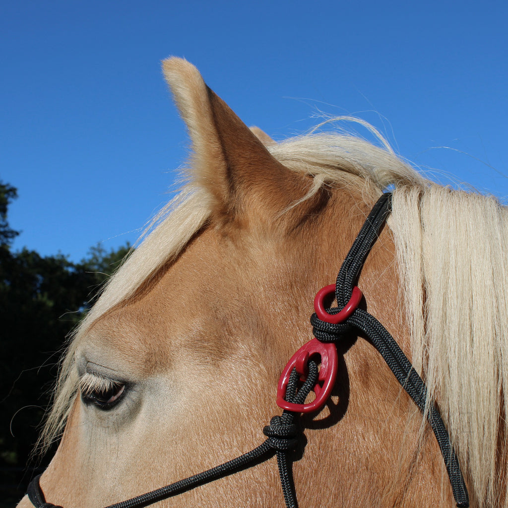 HooKilPenn : Le crochet de licol de sécurité - Lot de 5