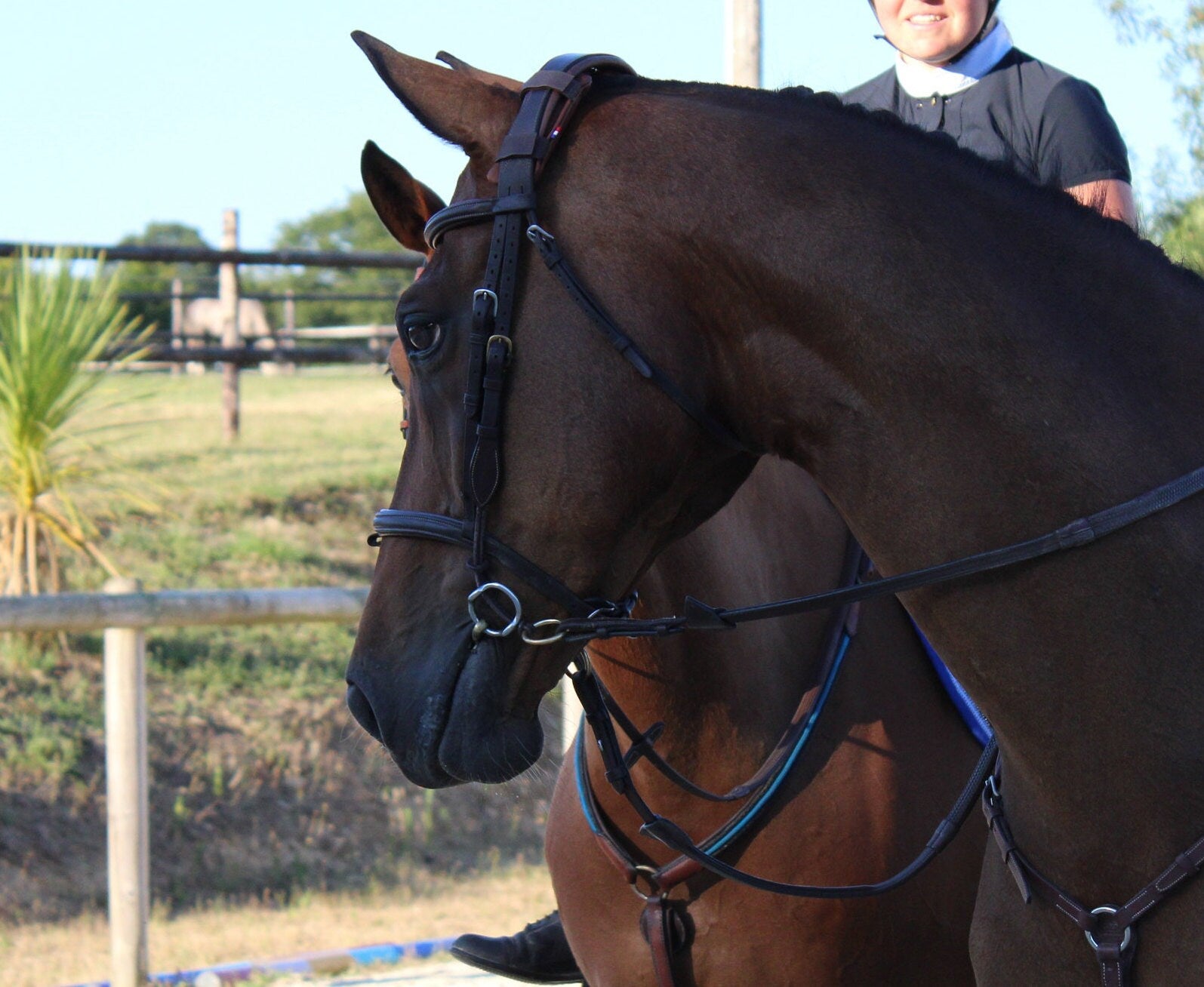 KilPenn cuir havane - Pad de têtière - Confort Cheval