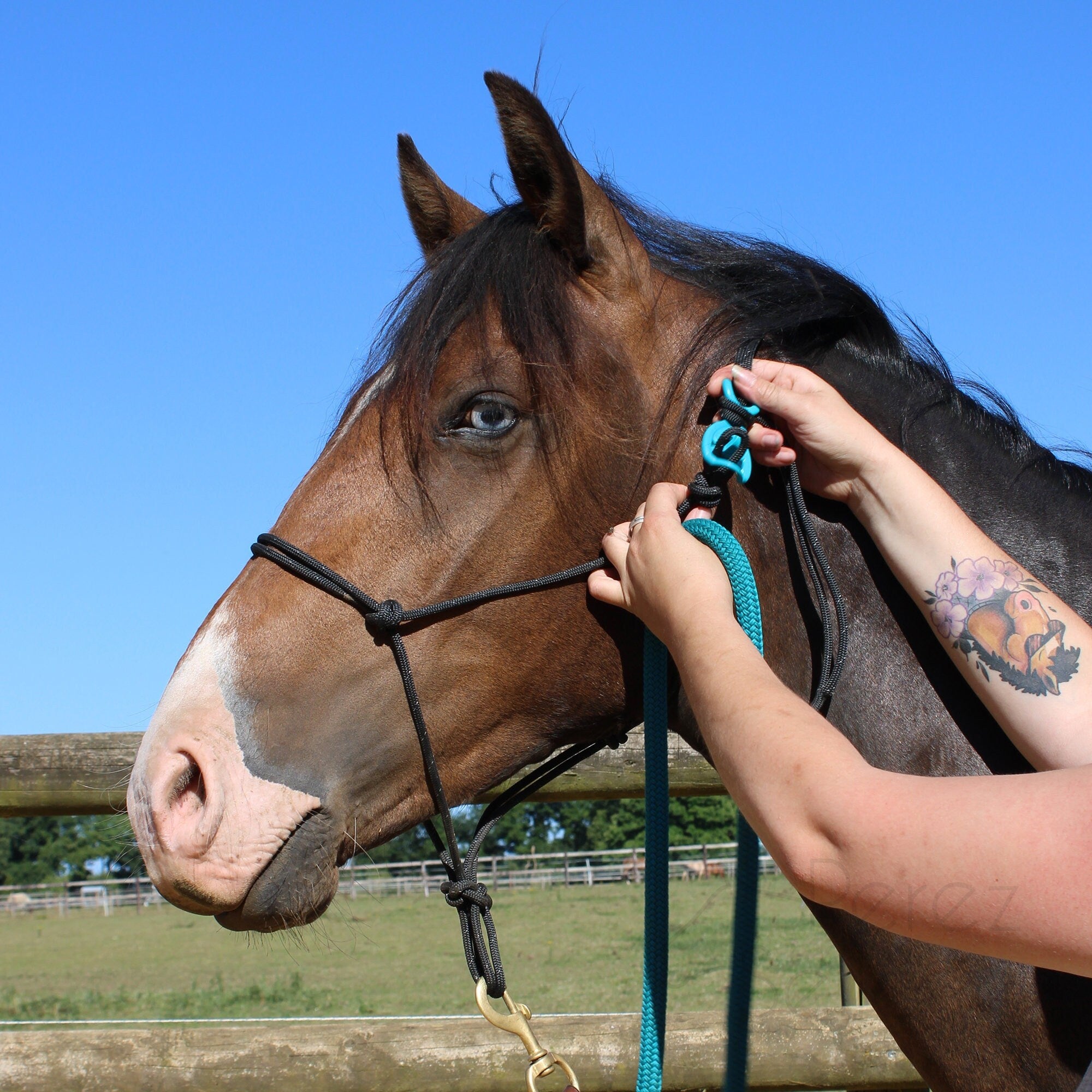 HooKilPenn : Le crochet de licol de sécurité - Lot de 5