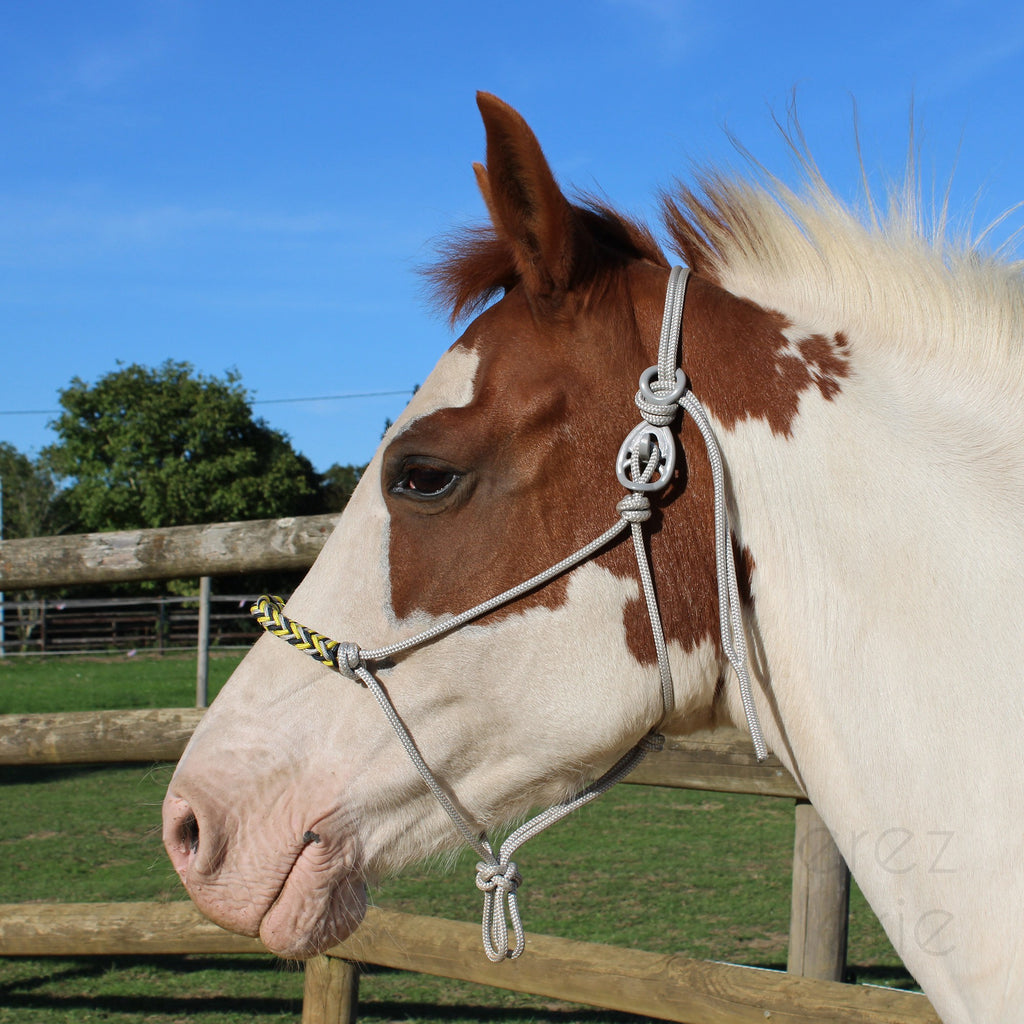 HooKilPenn : Le crochet de licol de sécurité - Lot de 5