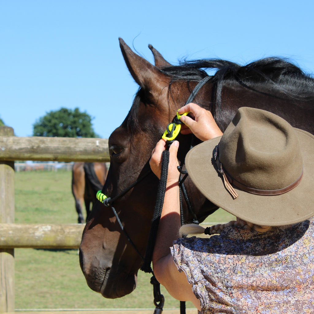 HooKilPenn : Le crochet de licol de sécurité - Lot de 5