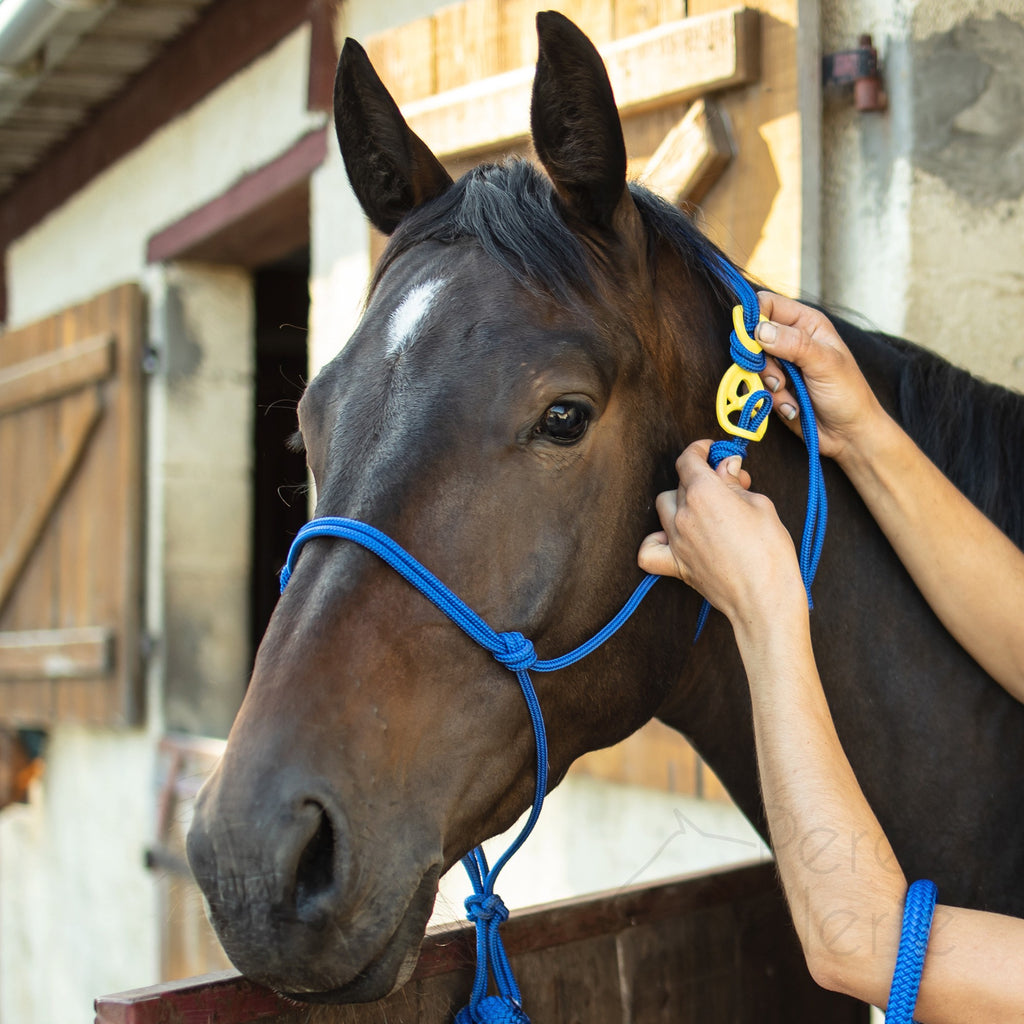 HooKilPenn : Le crochet de licol de sécurité - Lot de 5