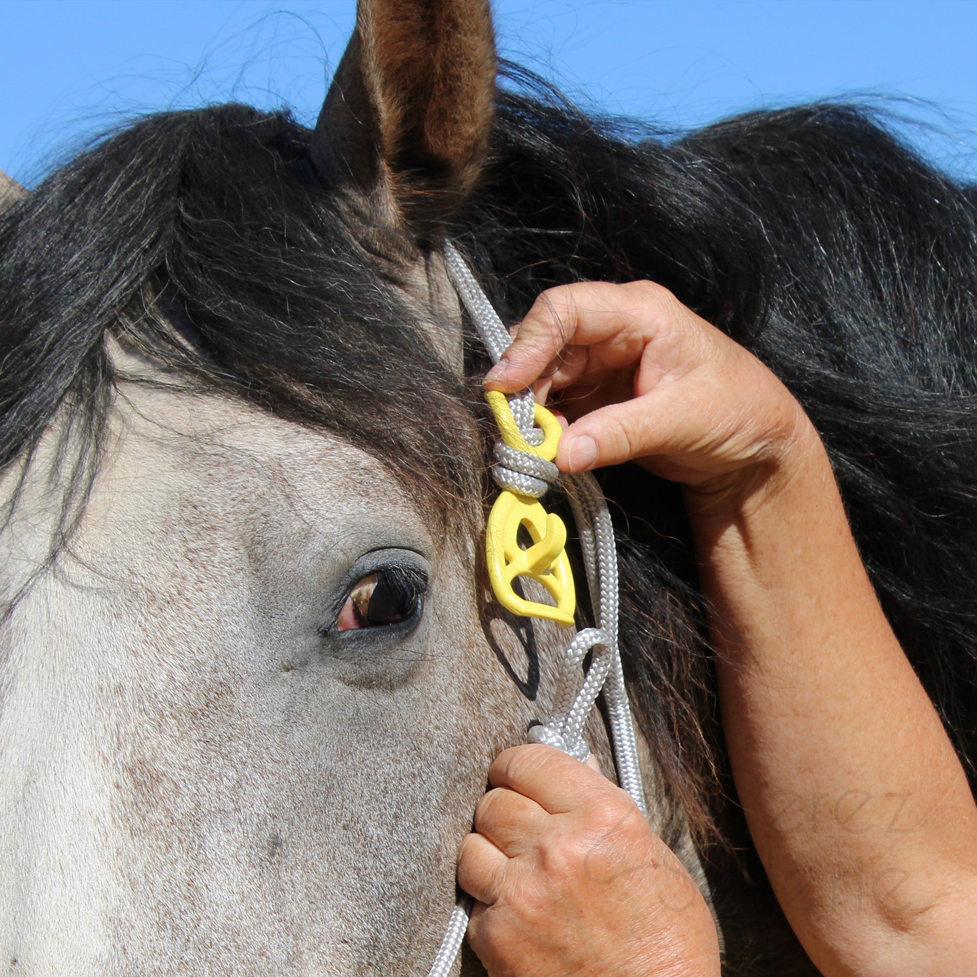HooKilPenn : Le crochet de licol de sécurité - Lot de 5