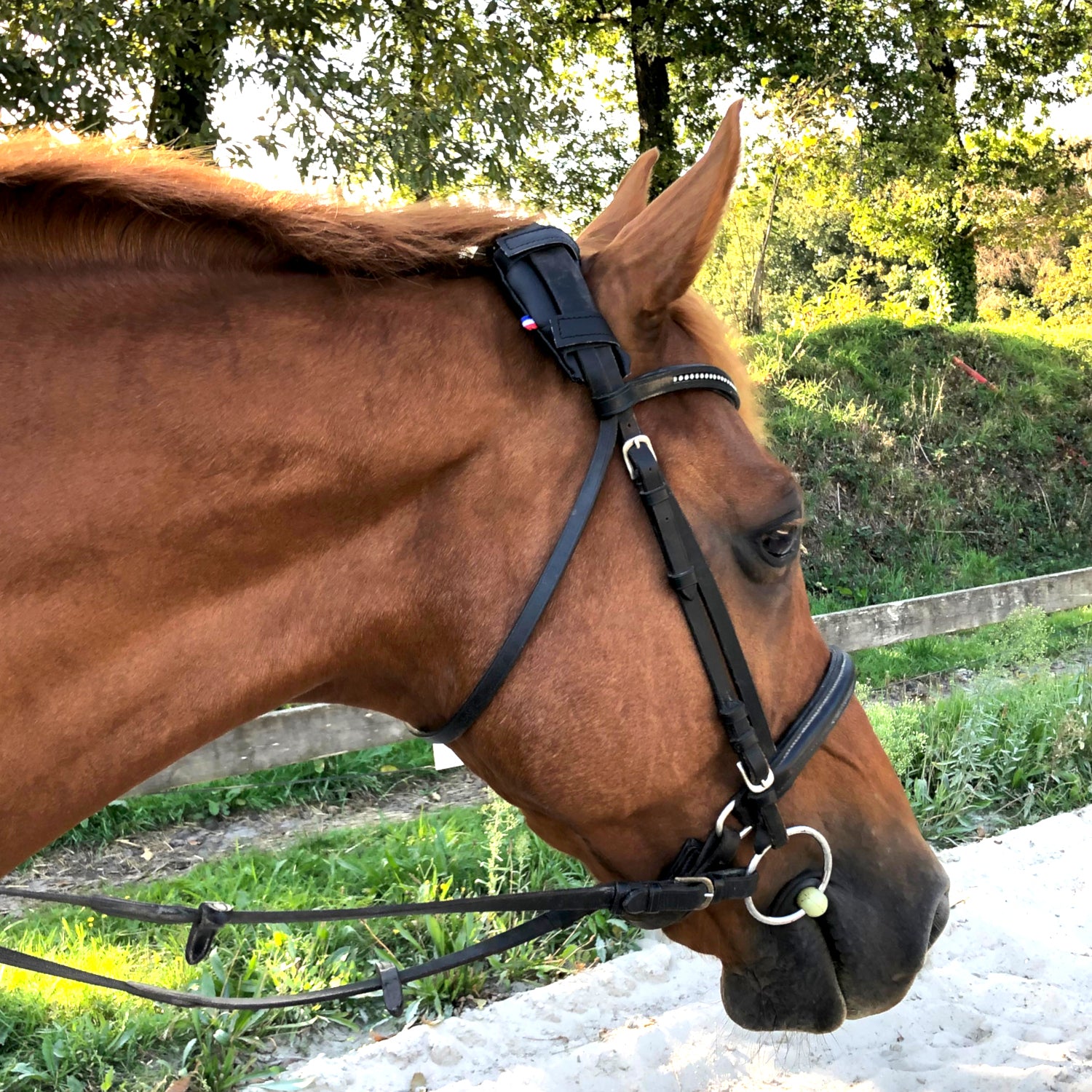 KilPenn cactus - Pad de têtière - Confort Cheval