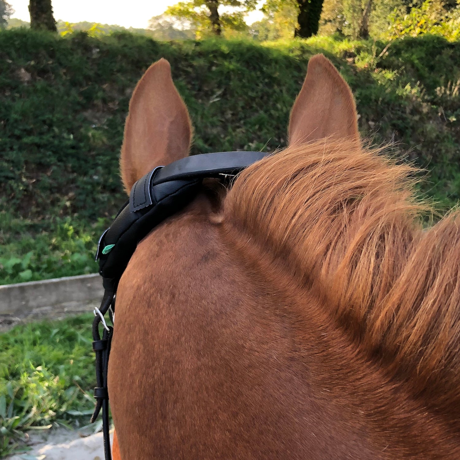 KilPenn cactus - Pad de têtière - Confort Cheval
