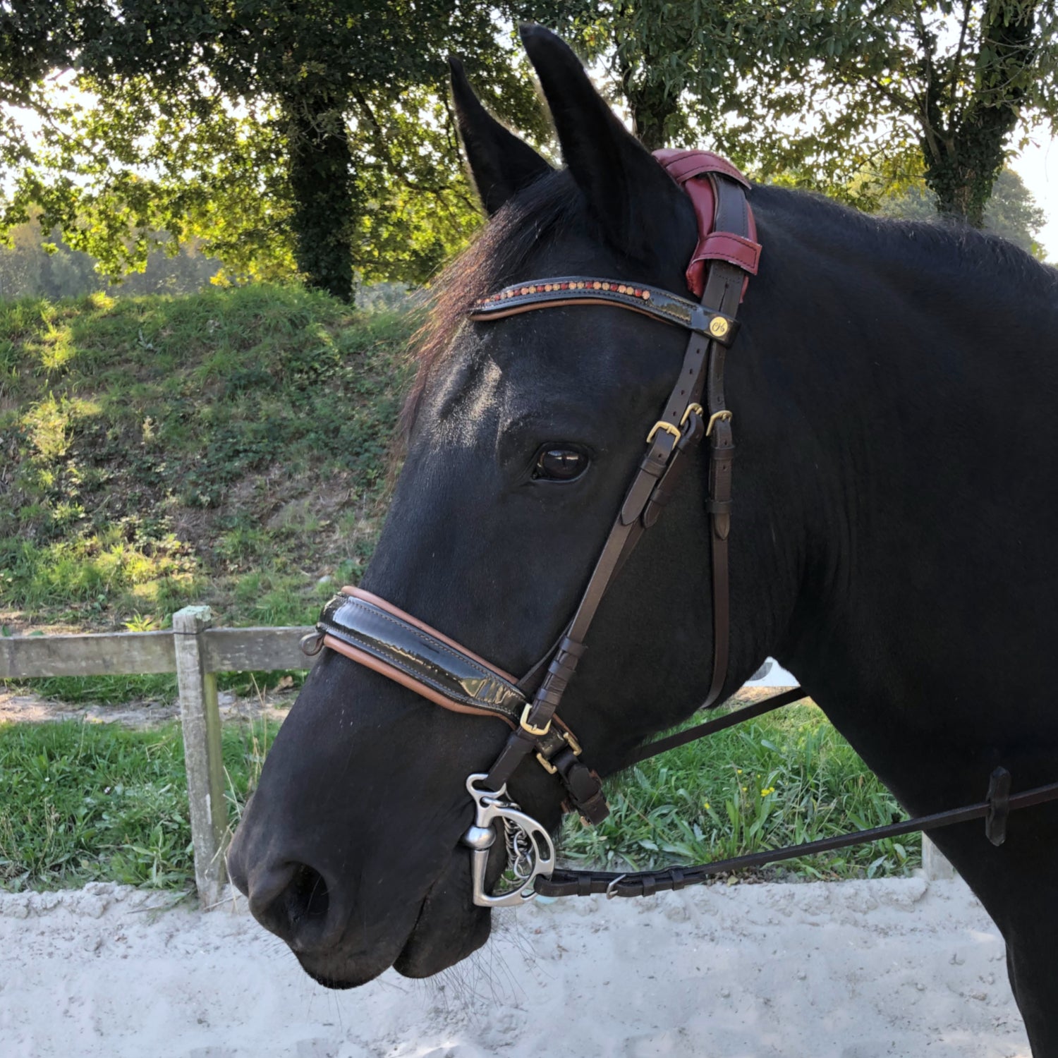 KilPenn cactus - Pad de têtière - Confort Cheval