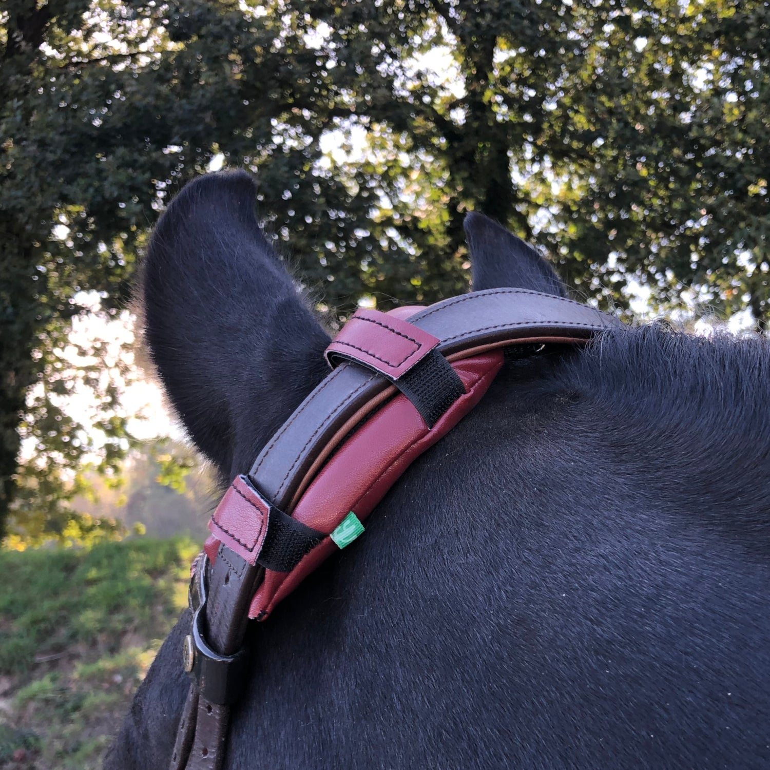 KilPenn cactus - Pad de têtière - Confort Cheval