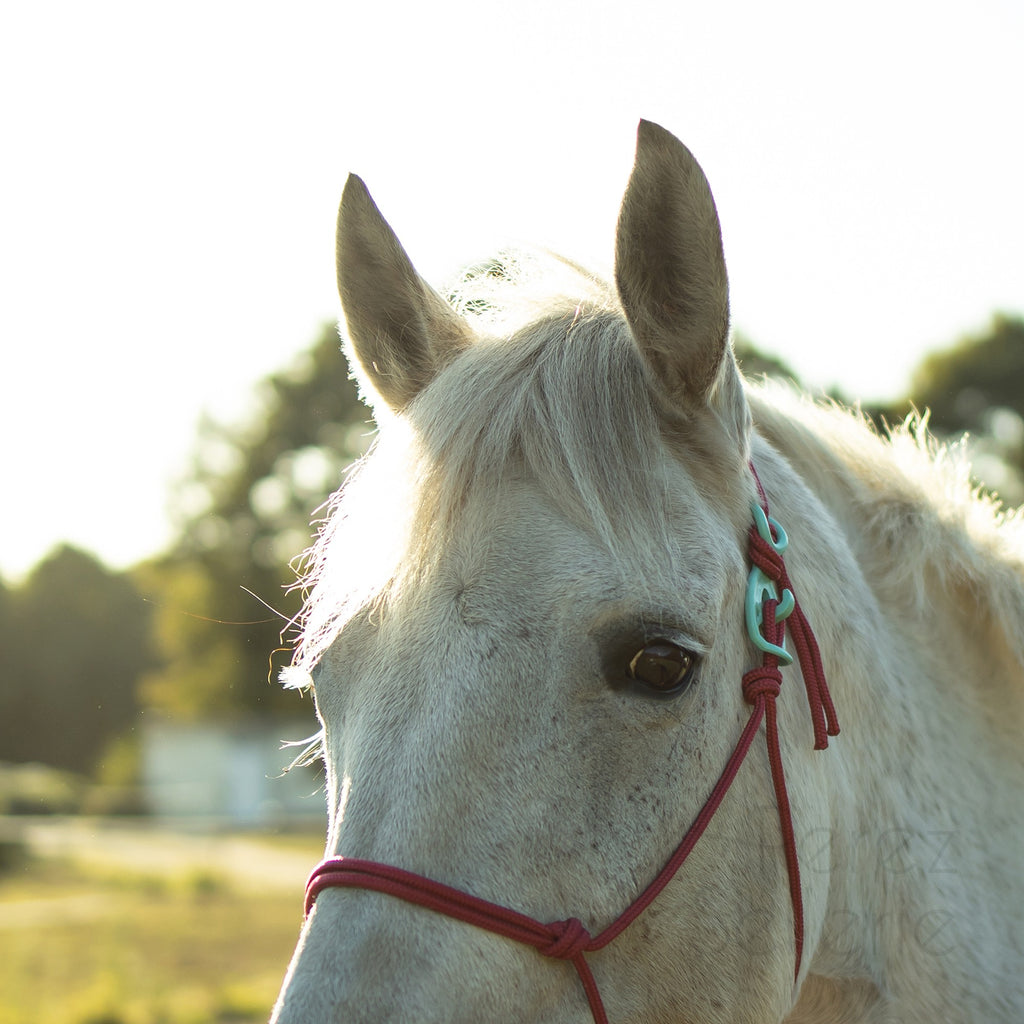 HooKilPenn : Le crochet de licol de sécurité - Lot de 5
