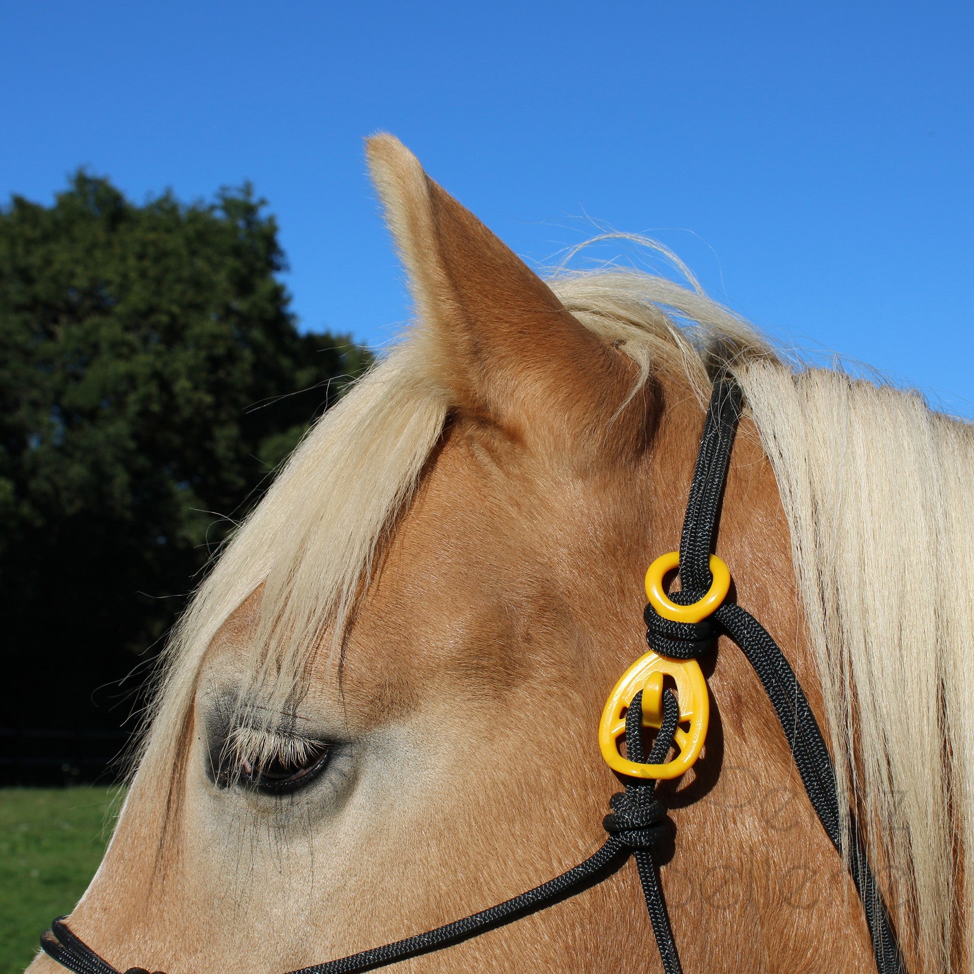 HooKilPenn : Le crochet de licol de sécurité - Lot de 5