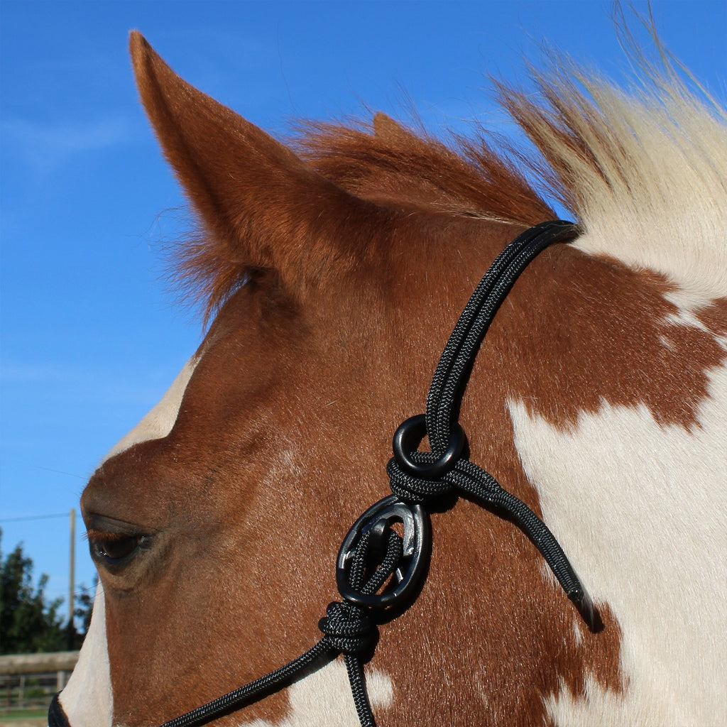 HooKilPenn : Le crochet de licol de sécurité - Lot de 5