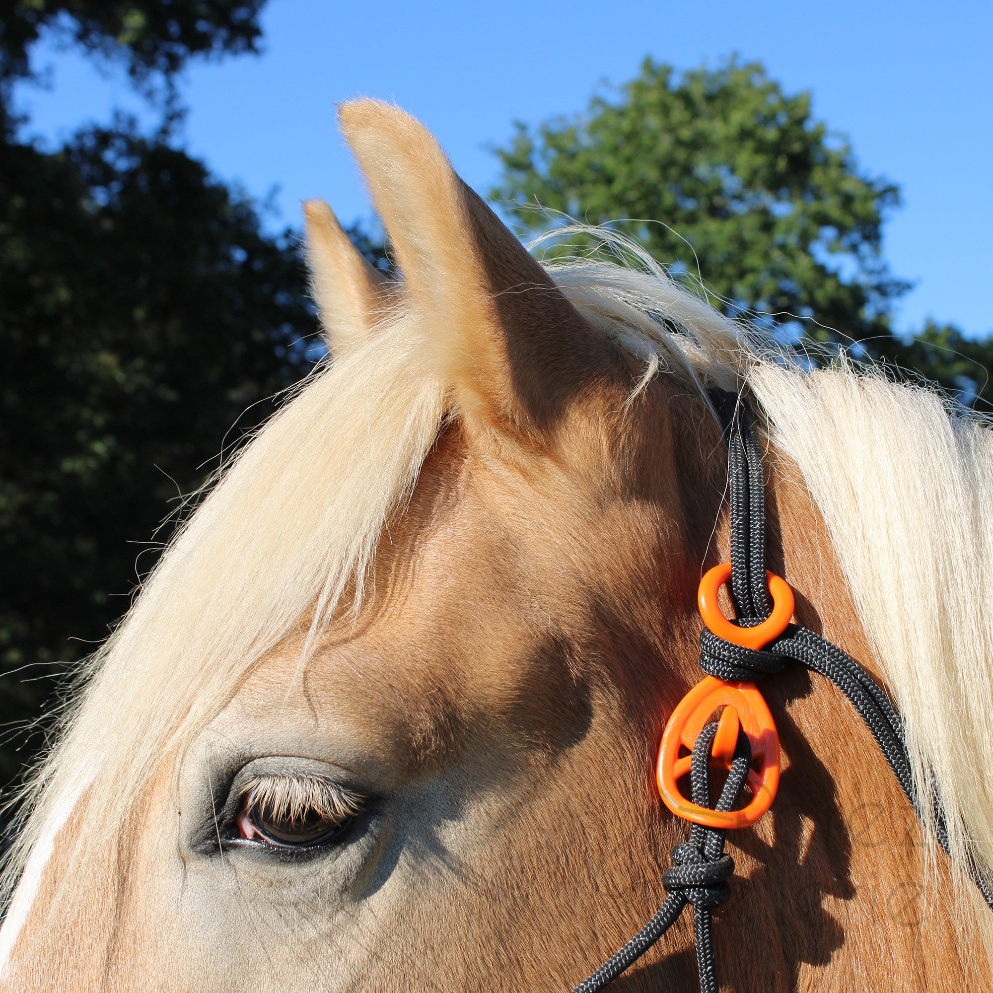 HooKilPenn : Le crochet de licol de sécurité - Lot de 5