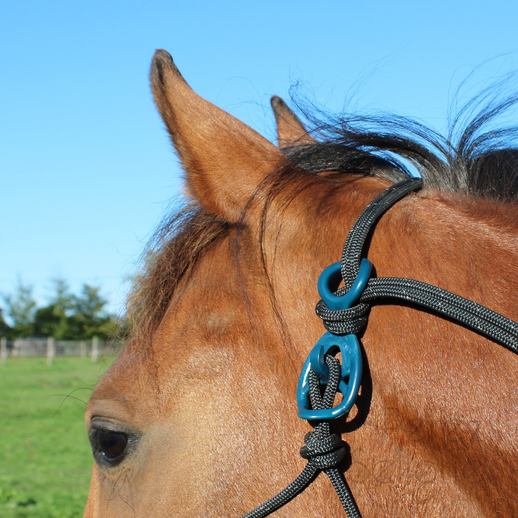 HooKilPenn : Le crochet de licol de sécurité - Lot de 5
