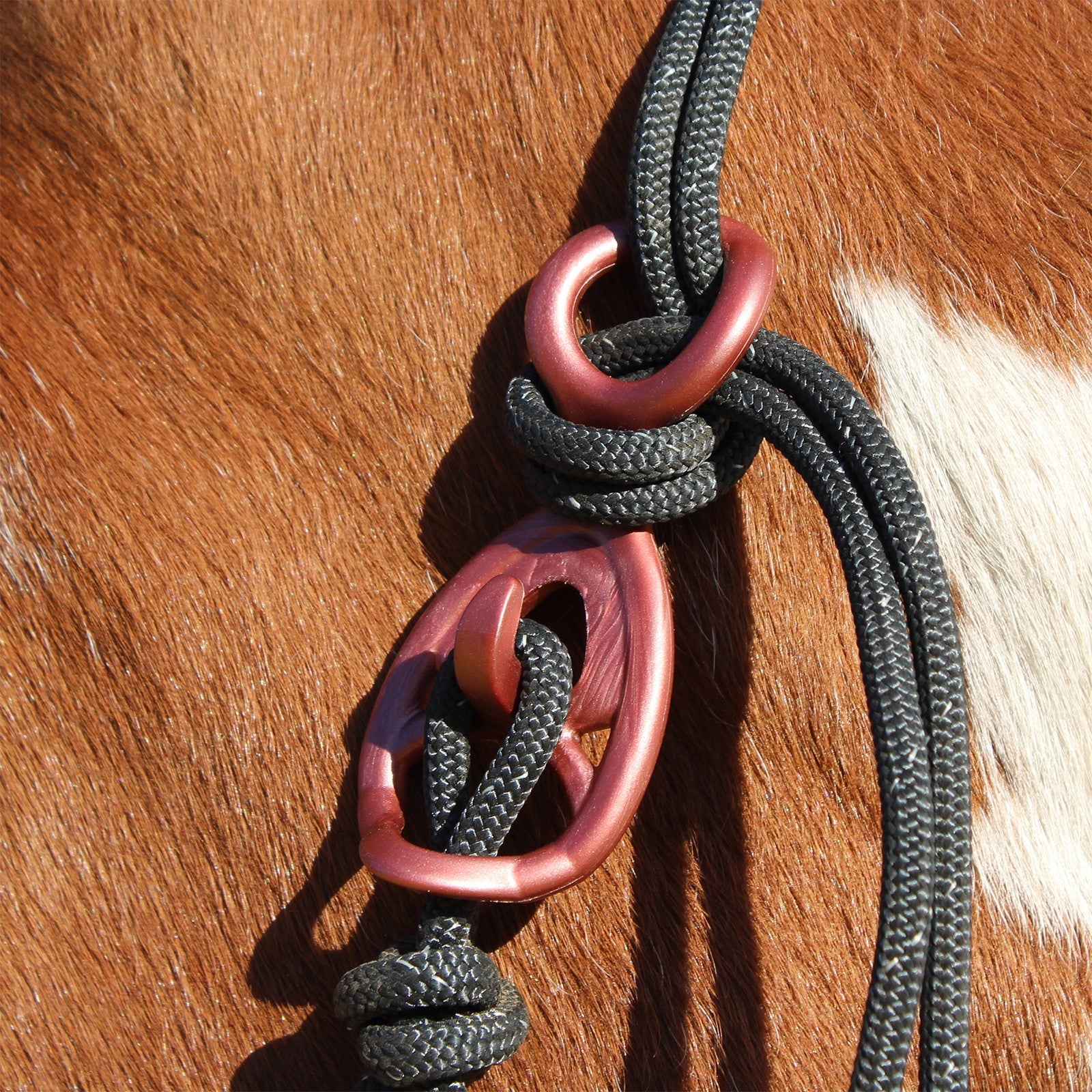 HooKilPenn : Le crochet de licol de sécurité - Lot de 5