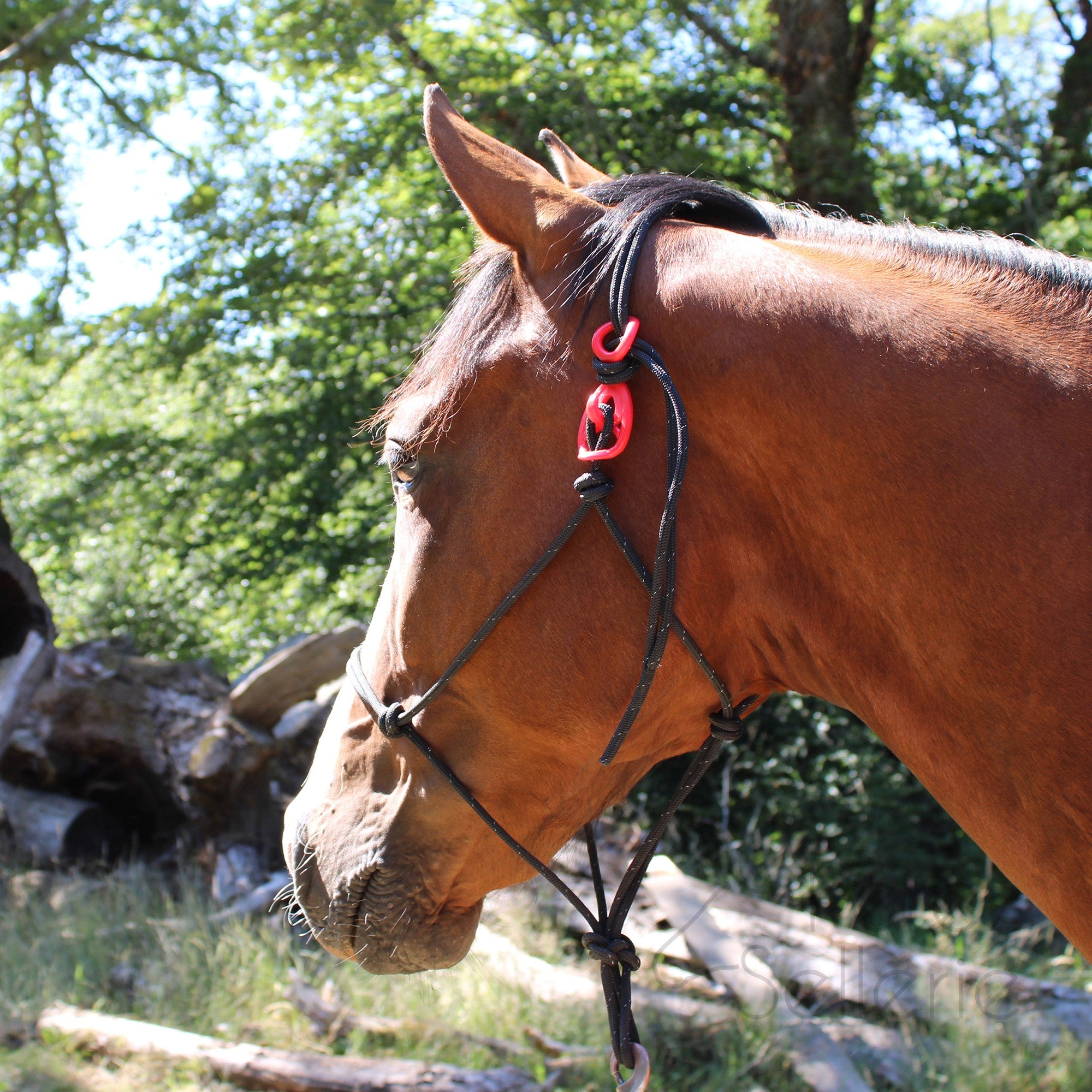 HooKilPenn : Le crochet de licol de sécurité - Lot de 5