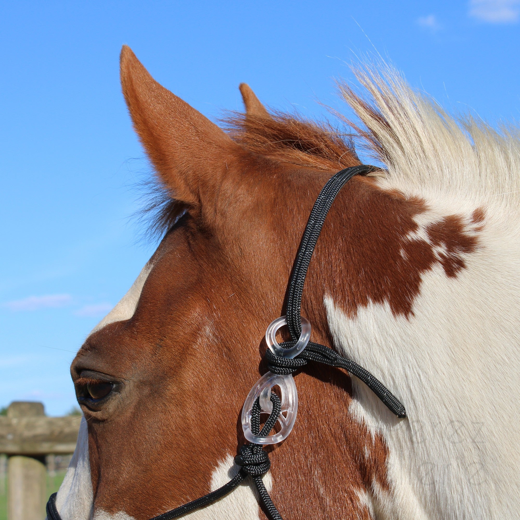 HooKilPenn : Le crochet de licol de sécurité - Lot de 5