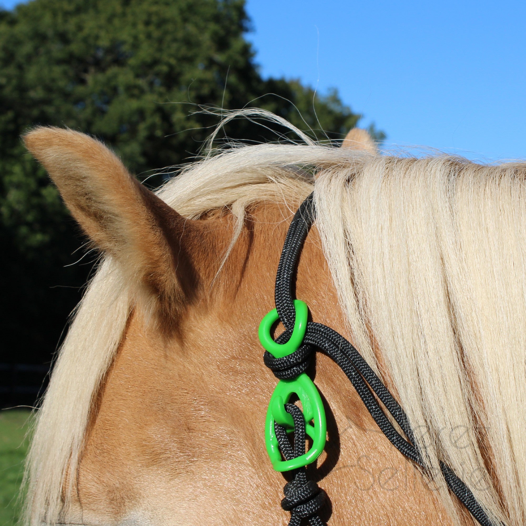 HooKilPenn : Le crochet de licol de sécurité - Lot de 5